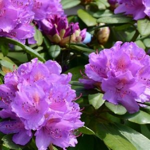 Rhododendron, Rododendron ´CATAWBIENSE GRANDIFLORUM´ kont. C4L, výška: 30-40 cm (-24°C)